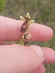 Ophrys insectifera