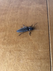 Ignelater havaniensis