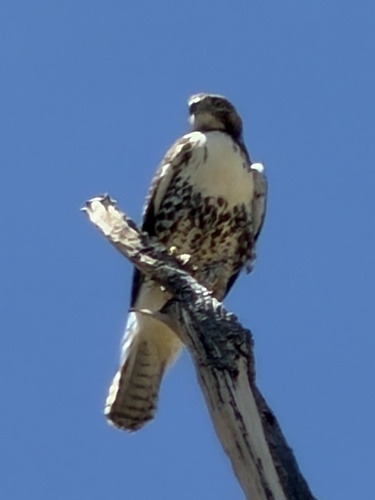 iNaturalist observation photo of Red-tailed Hawk