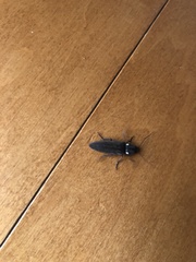 Ignelater havaniensis