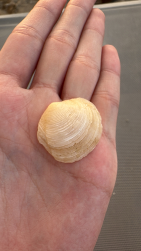 Phacoides pectinatus, 2026-07-19