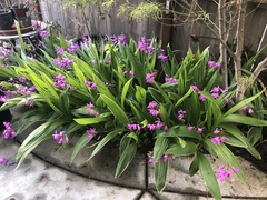 Bletilla striata