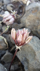 Allium cratericola