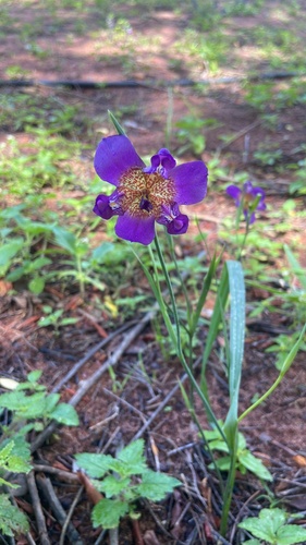 Purple Pleatleaf