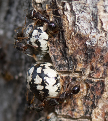 Eulecanium cerasorum