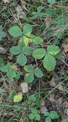 Potentilla sterilis, photograph (c) guywallbanks, some rights reserved (CC BY)