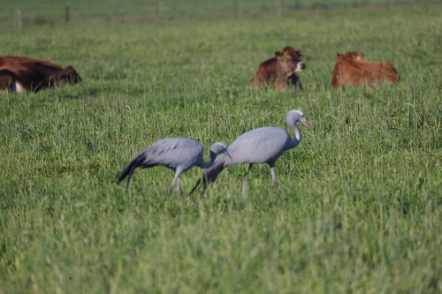 iNaturalist image