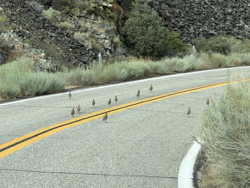 iNaturalist observation photo of Chukar