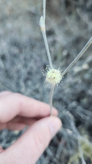 Eriogonum elongatum, photograph author not stated, no rights reserved