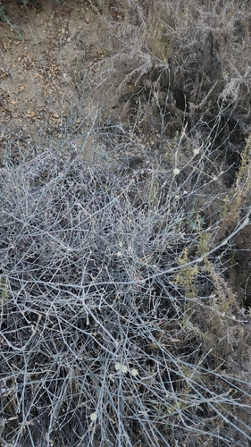 Eriogonum elongatum, photograph 5