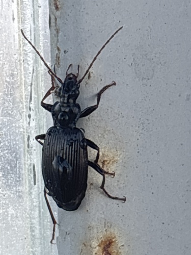 Limodromus assimilis
