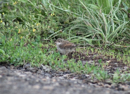 Greater Whitethroat