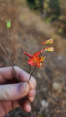 Delphinium cardinale