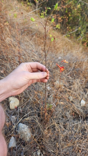 Delphinium cardinale, photograph 2