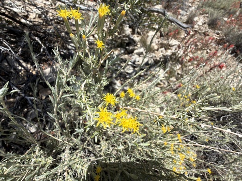Tetradymia canescens, photograph 6