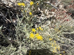 Tetradymia canescens, photograph (c) Dee Shea Himes, some rights reserved (CC BY)