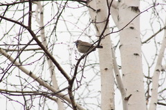 Luscinia svecica