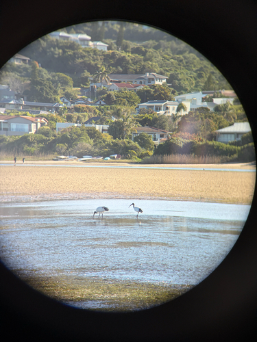 iNaturalist: (c) emaitken99, some rights reserved (CC BY-NC) iNaturalist image