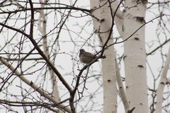 Luscinia svecica