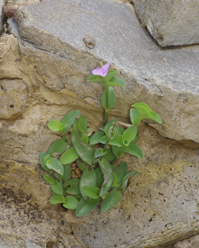 Tradescantia brevifolia