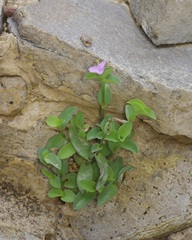 Tradescantia brevifolia