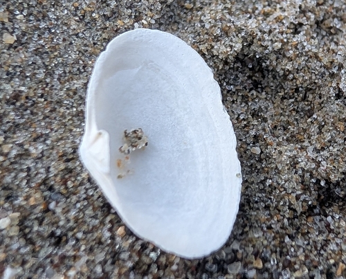 Cryptomya californica observed 2026-07-20