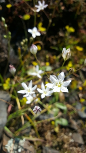 Image of Triteleia lilacina by (c) Jamie Carter, some rights reserved (CC BY)