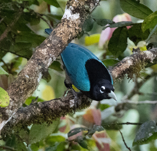 Paradisaea rudolphi observed 2026-06-13