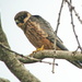Falco cuvierii - Photo (c) Nik Borrow,  זכויות יוצרים חלקיות (CC BY-NC), הועלה על ידי Nik Borrow
