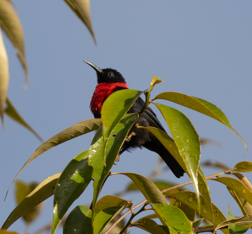 Red-collared Myzomela (Myzomela rosenbergii)