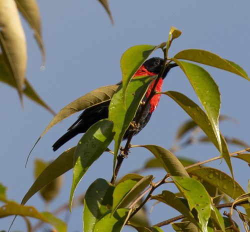Red-collared Myzomela (Myzomela rosenbergii), photo 2