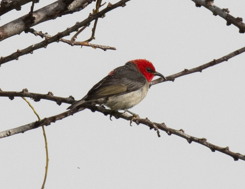 Mountain Myzomela (Myzomela adolphinae), photo 3