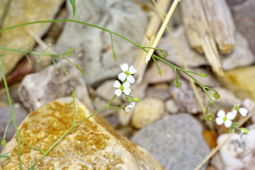 White Bladderpod