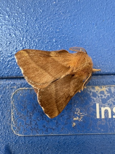 Forest Tent Caterpillar Moth