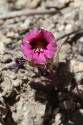 Diplacus bicolor, photograph 3