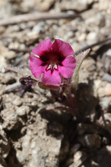 Diplacus bicolor, photograph (c) Garrett Craig, some rights reserved (CC BY)