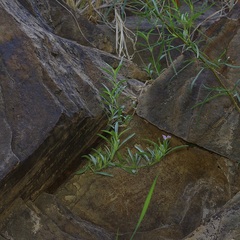 Dyschoriste linearis, photograph (c) Michelle W. （鍾偉瑋）, some rights reserved (CC BY)