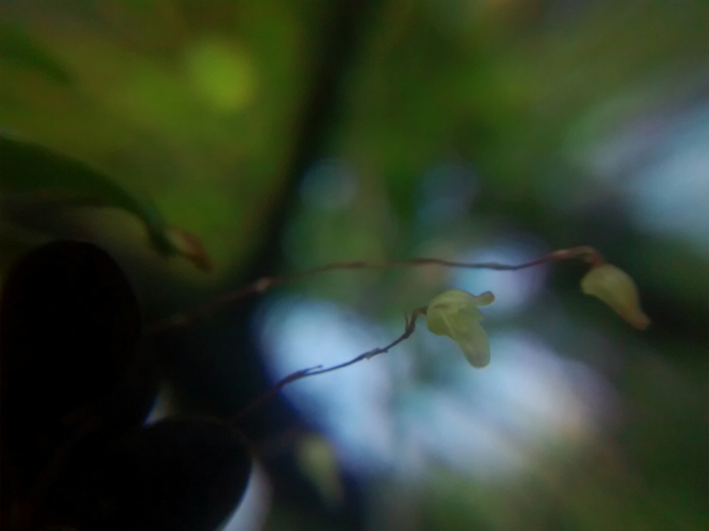 Specklinia digitale
