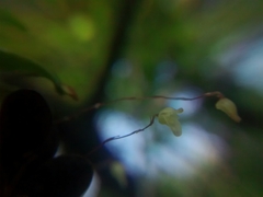 Specklinia digitale