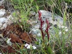 Serapias politisii