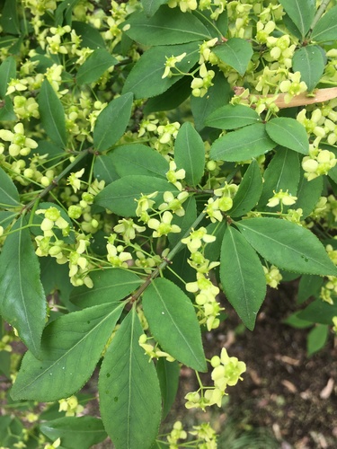 winged euonymus