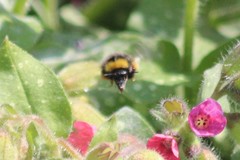 Bombus