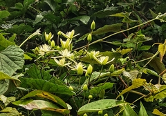 Clematis meyeniana