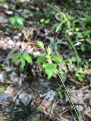 Carex sparganioides