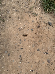 Ammopelmatus pictus