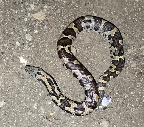 Rough-scaled Sand Boa