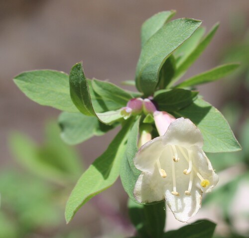Lonicera pyrenaica, photograph 5
