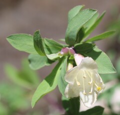 Lonicera pyrenaica, photograph (c) Lídia Carrera, some rights reserved (CC BY)