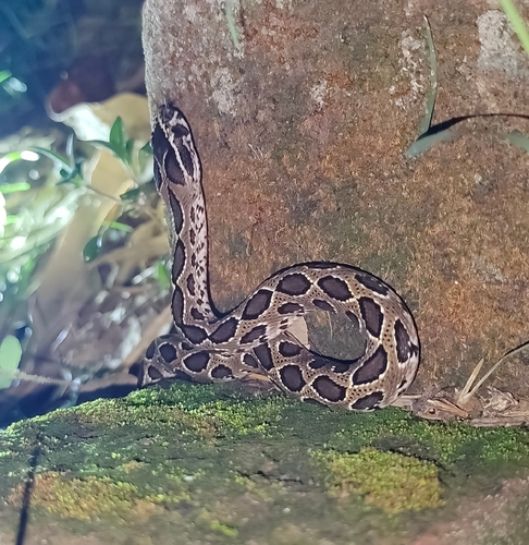 Russell's Viper