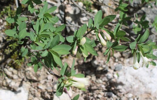 Lonicera pyrenaica, photograph 6